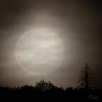 Lune