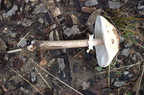 Lépiote élevée (Coulemelle) - Macrolepiota procera