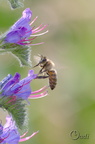 Vipérine commune - Echium vulgare
