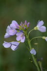 Cardamine des prés (Cresson des prés) - Cardamine pratensis