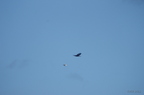 20121106100909-fb8752c8