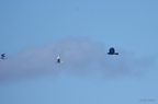 20121106100912-f4427d16