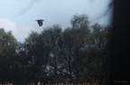 20121106100922-d2a69bb9