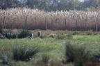 20121106100925-d972de43