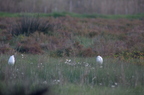 20121106101016-58ffe693