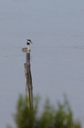 20130502230320-7be370e2