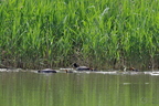 20130502230413-fa967258
