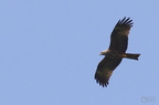 20130502230426-7f6814ae