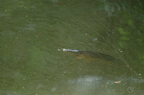 20130502230430-0bbfe23a