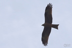 20130502230431-659f1ea0
