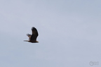 20130502230434-bd396ed0