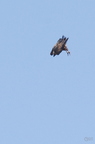 20130515184622-1f98d1b1