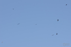 20130515184643-1279ca1e