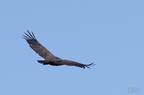 20130515184757-ea9a5067