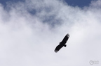 20130515184807-50d508f0