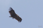 20130515184838-043ceb1e