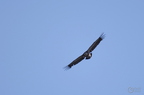 20130515184910-f0bc14a5