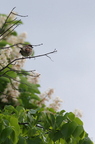 20130516150935-00b26fd9