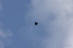 20130516150940-8e8f5d80