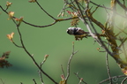 20130516151017-b7a15f6f