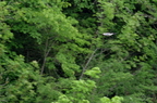 20130516151124-4dca01ea