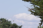 20130520234426-3d67f6b0