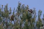 20130520234436-c8daf0ad