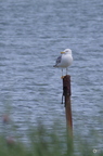 20130520234441-860ad829