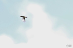 20130520234448-ea3153ae