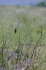 20130520234449-6ce4b6f0