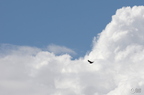 20130520234454-2a71f778