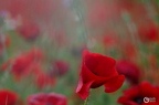 20130520234456-4b9fbb3b
