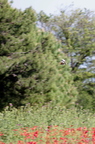 20130520234518-045a1cc0