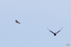 20130520234521-2c7d1d8b