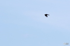 20130520234522-12e30055