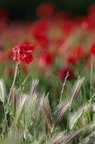 20130520234525-ff4d64e6