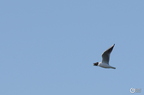 20130520234528-4b8be386