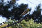 20130520234536-ffa9b346