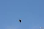 20130520234538-33c156f4