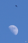 20130520234539-a735ab80