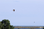 20130520234541-cf7f37f1