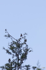 20130522160731-9eac3c47