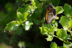 20130522160813-a26ebec4