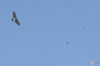 20130522160830-29ed43ba