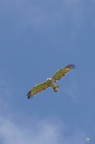 20130522160839-feb223b1