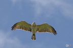 20130522160843-37bcebeb