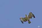 20130522160847-1c37b40d