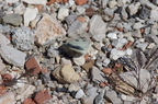 20130522160950-7bb78f09