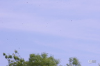 20130527230808-1ef0e03a