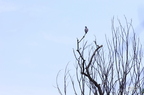 20130527230812-7ea94811
